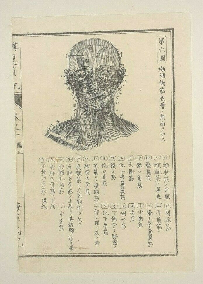 HUMAN ANATOMY - FACE, FACIAL MUSCLES - Original Meiji Japanese Woodblock Print