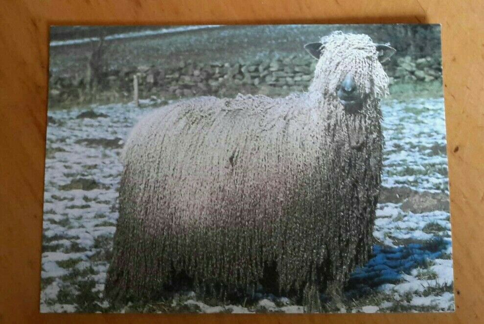 House Clearance - Picture Service> Wensleydale Sheep [J Arthur Dixon]