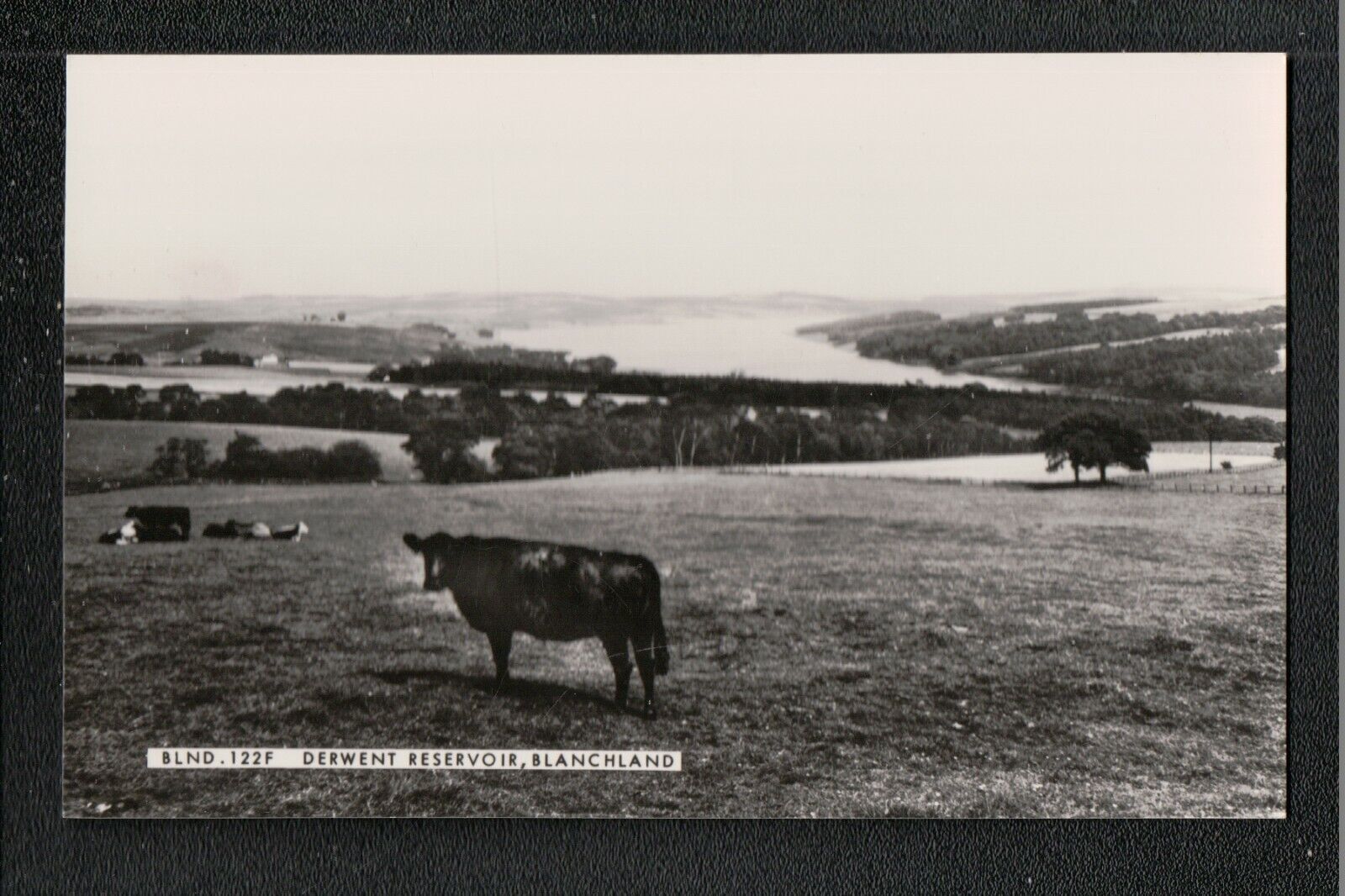House Clearance - Derwent Reservoir Blanchland 1960's? F Frith Service Northumberland ~ COWS