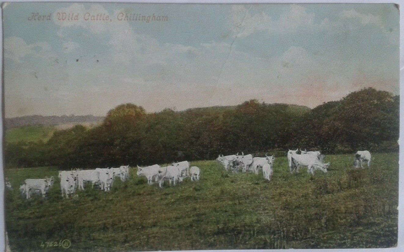 House Clearance - OLD POSTCARD OF WILD CATTLE CHILLINGHAM  , NORTHUMBERLAND, postally used 1906