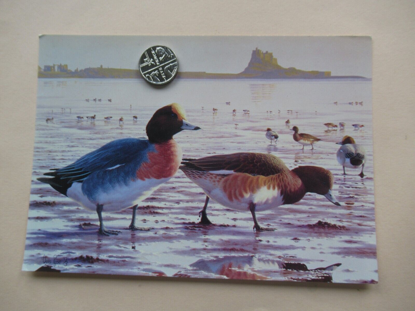 House Clearance - Northumberland service: wigeon at dawn- Lindisfarne  by Wildlife Habitat Trust