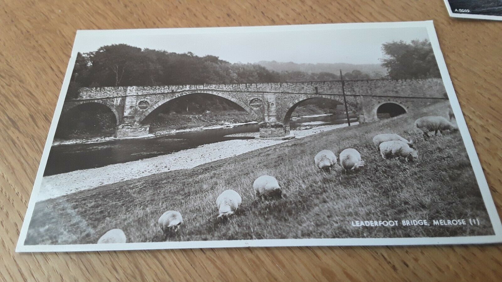 House Clearance - Sheep by  Leaderfoot Bridge Melrose Roxburghshire, M & L National series RPPC 