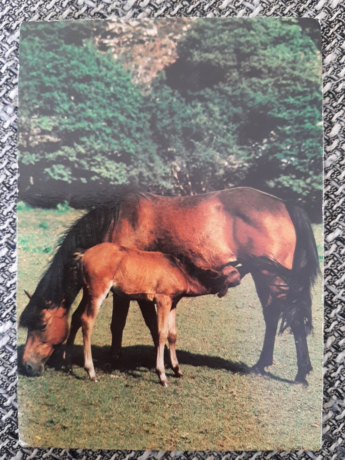 House Clearance - Horse service service service horse old calendar card 1977 Cleveland Bay