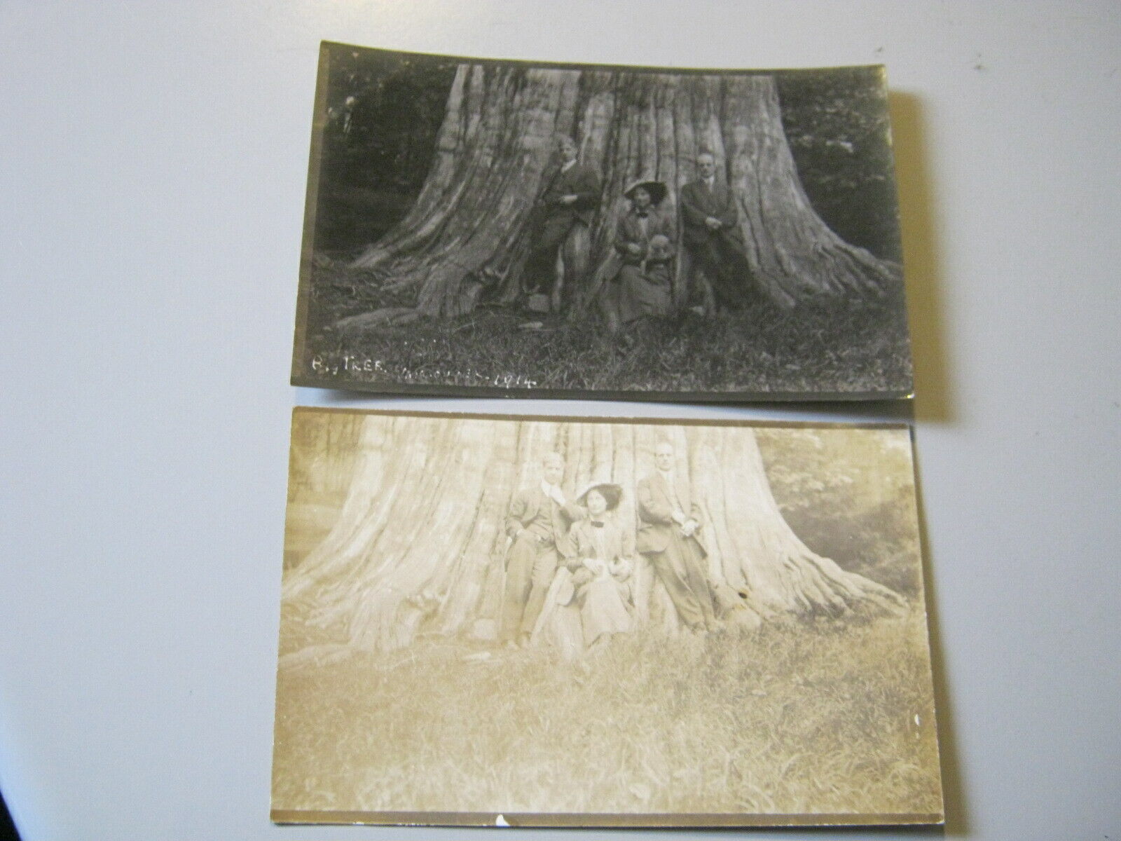 House Clearance - POSTCARDS CANADA 2 x RP of "BIG TREE" STANLEY PARK VANCOUVER c. 1910 UNPOSTED