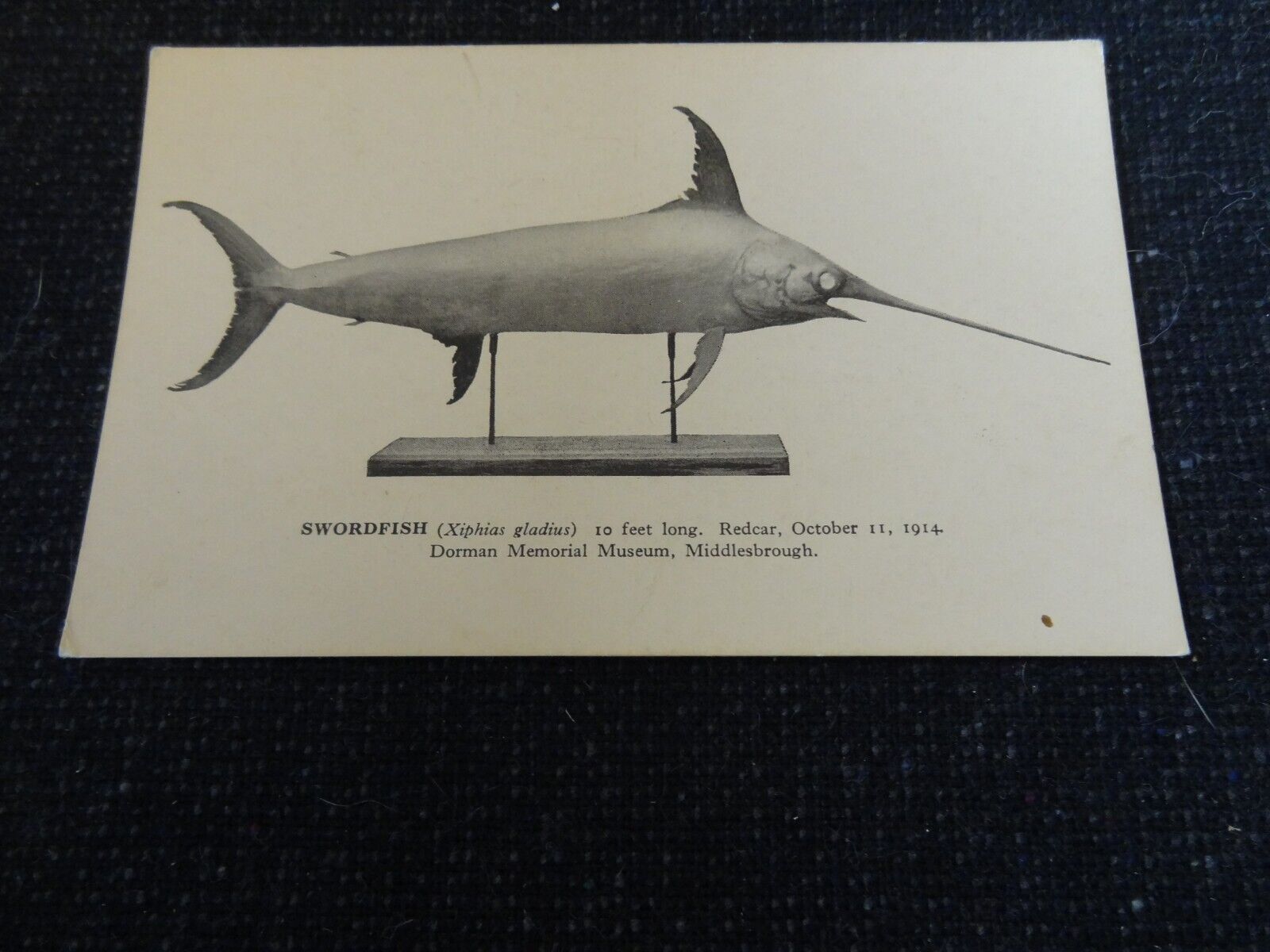 House Clearance - swordfish dorman memorial museum middlesbrough service - 62143