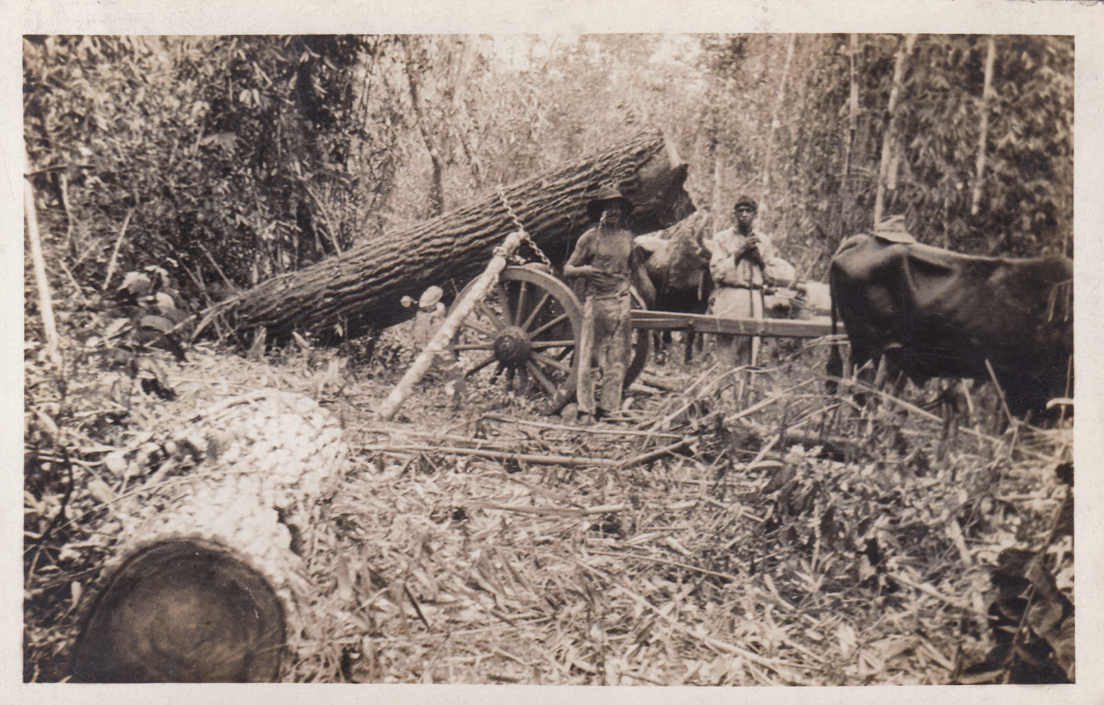 House Clearance - ETHNIC - REAL PHOTO OF TREE FELLING & OXEN CART