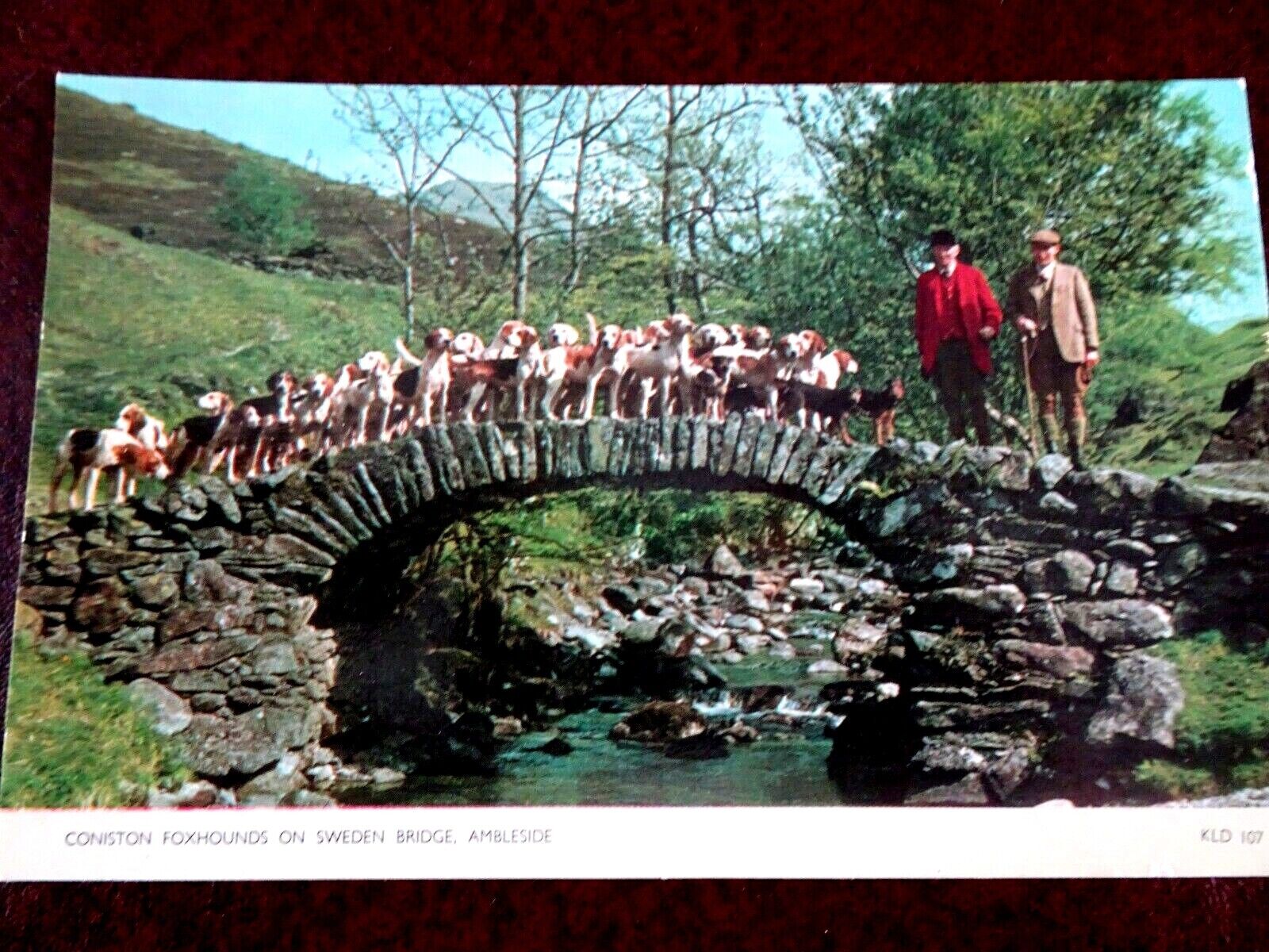 House Clearance - CONISTON POSTCARD, UNPOSTED, FOXHOUNDS ON SWEDEN BRIDGE, AMBLESIDE.