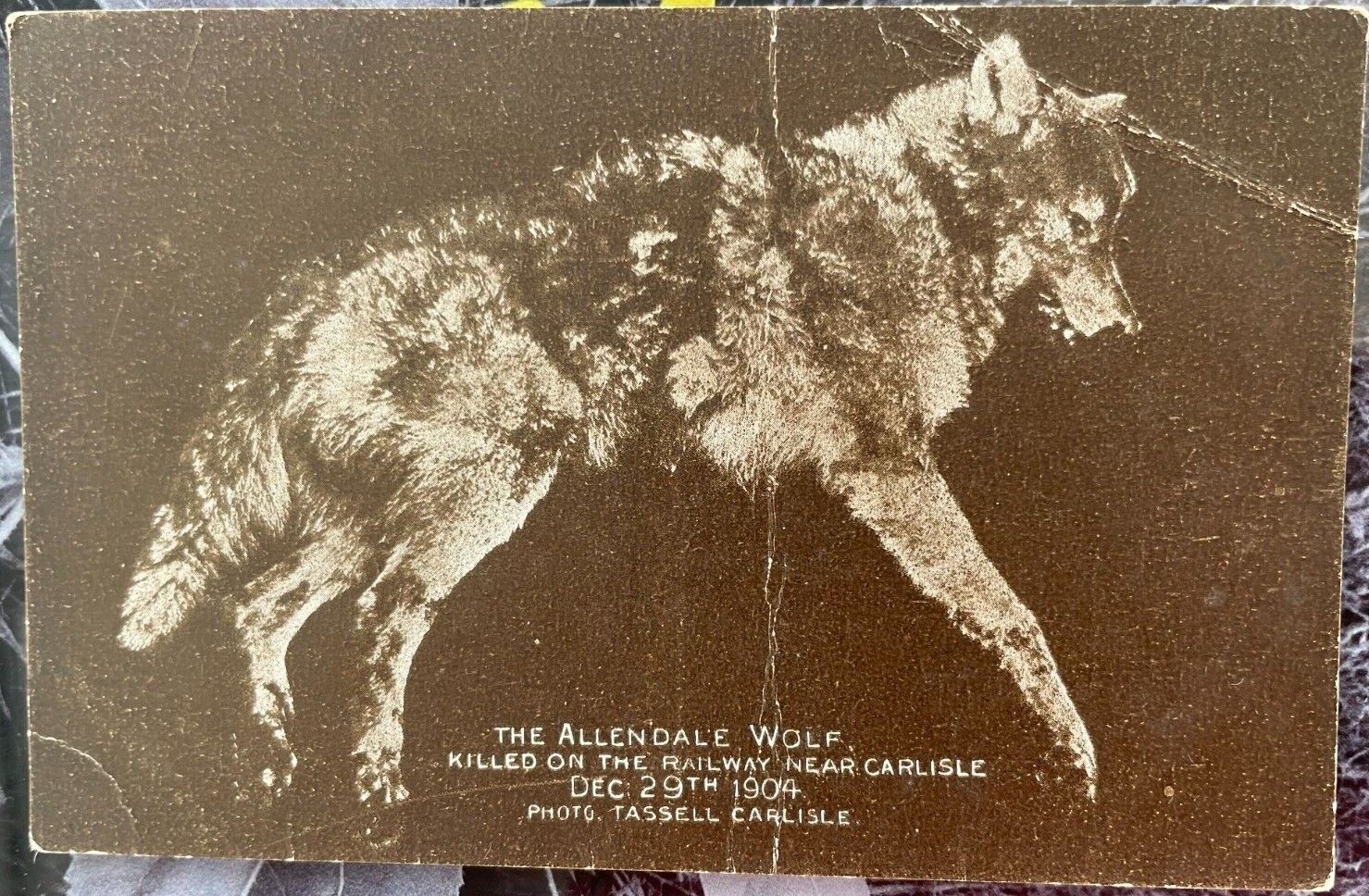House Clearance - ALLENDALE WOLF KILLED ON THE RAILWAY NR CARLISLE 1904 PHOTO TASSELL CARLISLE